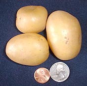 ADORA POTATO