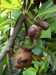 Mamey Sapote - CLICK FOR LARGER IMAGE Mamey Sapote - CLICK FOR LARGER IMAGE