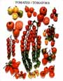 Tomatoes