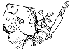 Flatfish