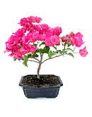 BougainvilleaBonsai