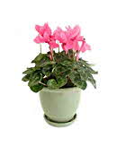 Cyclamen Cyclamen