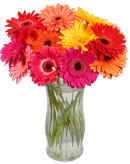 Gerbera Daisies