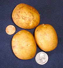 German Butterball Potato