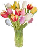 Mixed Tulips Mixed Tulips