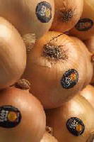 New York Bold Onions