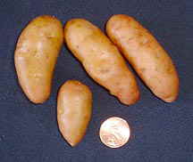 Ruby Crescent Potato