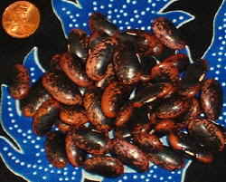 Scarlet Runner Bean Scarlet Runner Bean
