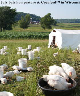 Our July batch on pasture and Cocofeed� in Wisconsin