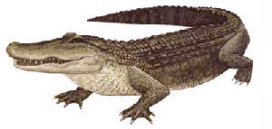 alligator