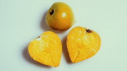 canistel