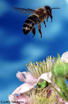 honeybee