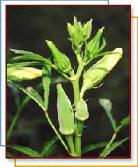 OKRA PLANT