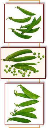 PEAS PEAS