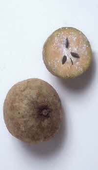 sapodilla