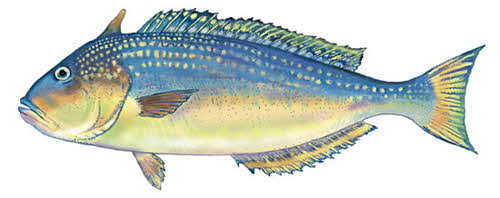 a_tilefish.jpg