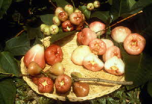 wax jambu