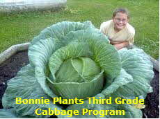 Kid with large cabbage