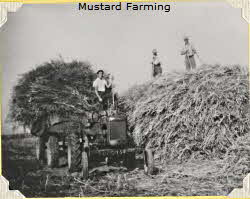 Mustard Farming