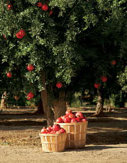 pomegranate tree and fruit baskets