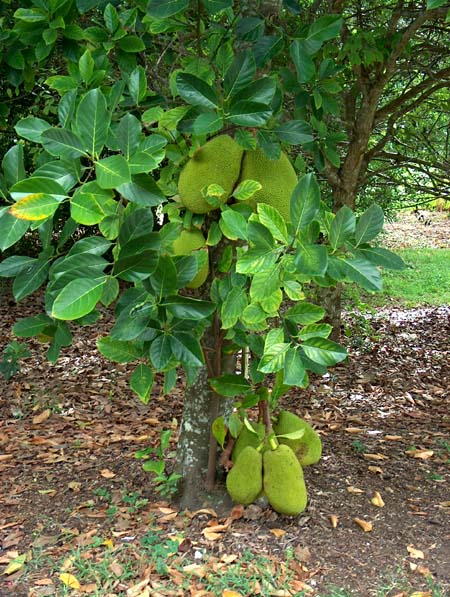 شجرة الجاك فروت Jackfruit